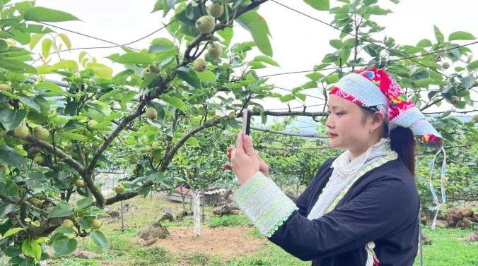 Lào Cai: Mường Hum nâng cao giá trị cây lê