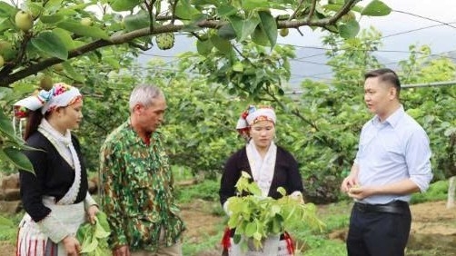 Lào Cai: Mường Hum nâng cao giá trị cây lê