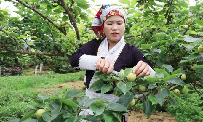 Lào Cai: Mường Hum nâng cao giá trị cây lê