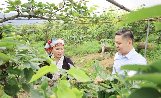 Lào Cai: Mường Hum nâng cao giá trị cây lê