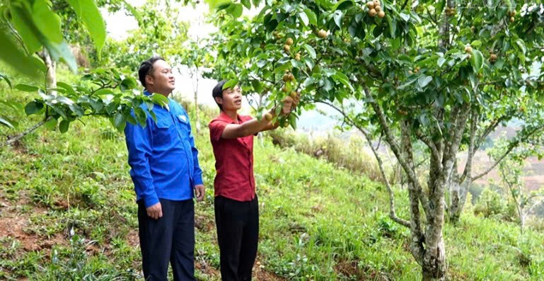 Lào Cai: Kiên trì tạo thành công Lào Cai: Kiên trì tạo thành công