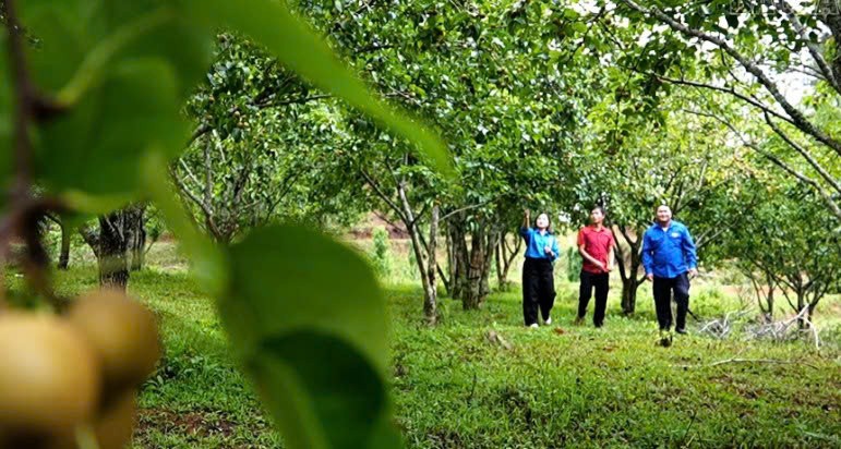 Lào Cai: Kiên trì tạo thành công Lào Cai: Kiên trì tạo thành công