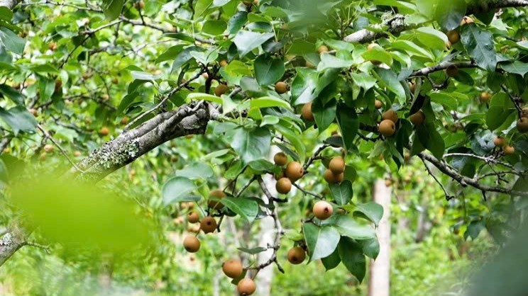 Lào Cai: Kiên trì tạo thành công
