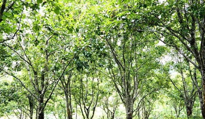 Lào Cai: Kiên trì tạo thành công Lào Cai: Kiên trì tạo thành công