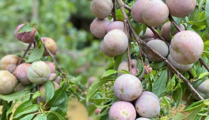 Lào Cai: Bắc Hà sẽ tổ chức hoạt động quảng bá mận Tam hoa tại Festival mùa Hè 2026 Lào Cai: Bắc Hà sẽ tổ chức hoạt động quảng bá mận Tam hoa tại Festival mùa Hè 2026