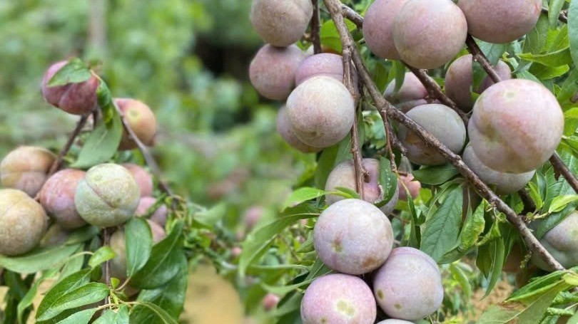 Lào Cai: Bắc Hà sẽ tổ chức hoạt động quảng bá mận Tam hoa tại Festival mùa Hè 2026