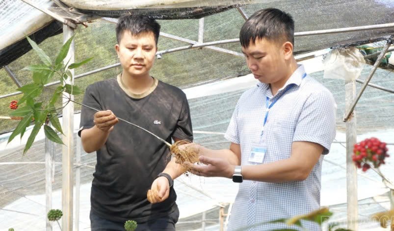 Lào Cai: Khai thác dư địa phát triển lâm sản ngoài gỗ Lào Cai: Khai thác dư địa phát triển lâm sản ngoài gỗ