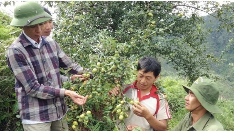 Lào Cai: Khai thác dư địa phát triển lâm sản ngoài gỗ Lào Cai: Khai thác dư địa phát triển lâm sản ngoài gỗ