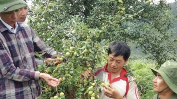 Lào Cai: Khai thác dư địa phát triển lâm sản ngoài gỗ