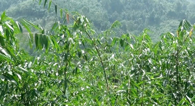 Lào Cai: Khai thác dư địa phát triển lâm sản ngoài gỗ Lào Cai: Khai thác dư địa phát triển lâm sản ngoài gỗ