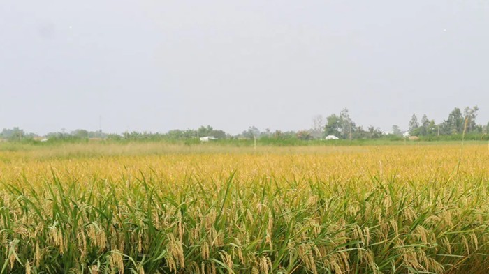 Dự thảo Quy trình sản xuất lúa giảm phát thải