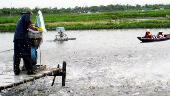Vĩnh Long thúc đẩy tái cơ cấu ngành thủy sản