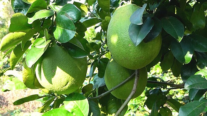Bưởi Việt rộng cửa vào Trung Quốc, kỳ vọng trở thành mặt hàng xuất khẩu tỷ đô Bưởi Việt rộng cửa vào Trung Quốc, kỳ vọng trở thành mặt hàng xuất khẩu tỷ đô