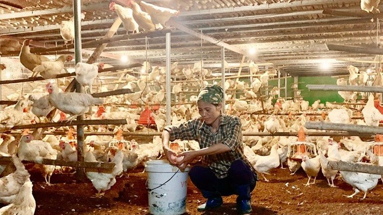 Khai thác hiệu quả mô hình kinh tế trang trại, gia trại