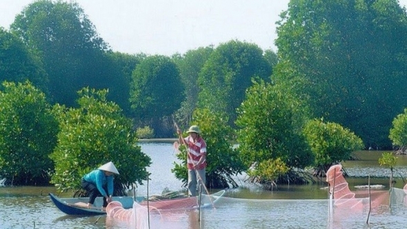 Cà Mau phát triển kinh tế lâm nghiệp theo hướng bền vững