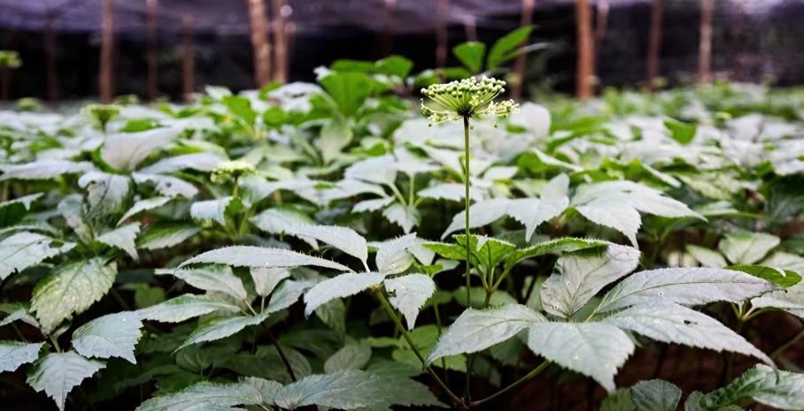 Lào Cai: “Đảng viên đi trước” ở Púng Luông Lào Cai: “Đảng viên đi trước” ở Púng Luông