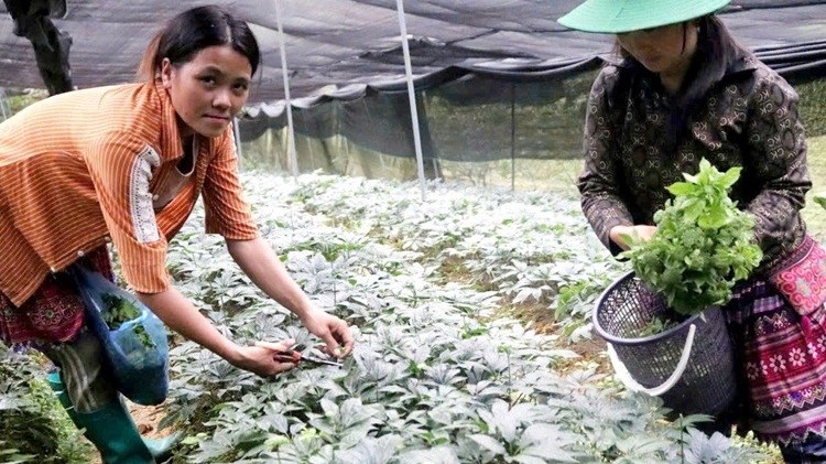 Lào Cai đặt nhiều kỳ vọng khi mở rộng diện tích vùng dược liệu tam thất