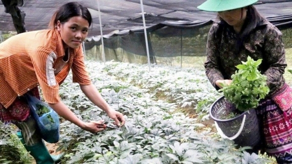 Lào Cai đặt nhiều kỳ vọng khi mở rộng diện tích vùng dược liệu tam thất
