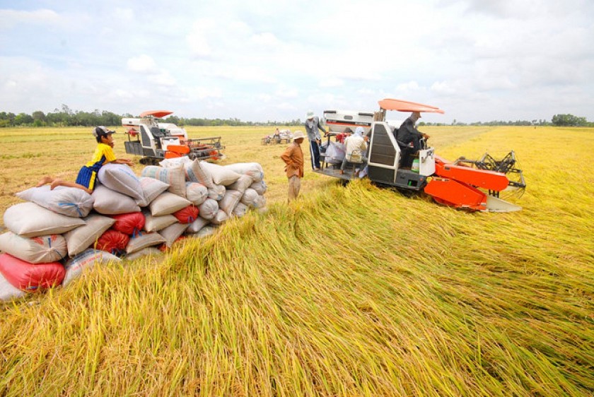 Giá nông sản hôm nay 27/5: Cà phê đi ngang, hồ tiêu giảm mạnh, gạo xuất khẩu biến động trái chiều