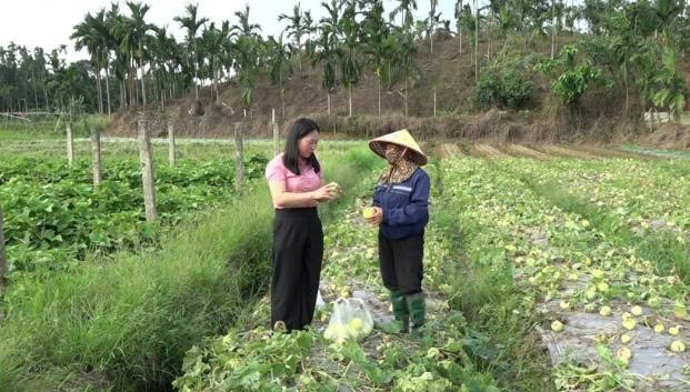 Lào Cai: Thu nhập cao từ trồng dưa lê an toàn ở phường Âu Lâu