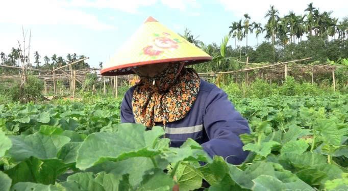 Lào Cai: Thu nhập cao từ trồng dưa lê an toàn ở phường Âu Lâu