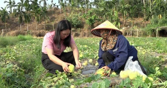 Lào Cai: Thu nhập cao từ trồng dưa lê an toàn ở phường Âu Lâu