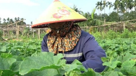 Lào Cai: Thu nhập cao từ trồng dưa lê an toàn ở phường Âu Lâu