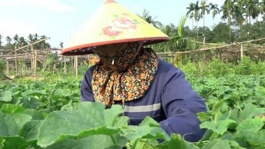 Lào Cai: Thu nhập cao từ trồng dưa lê an toàn ở phường Âu Lâu