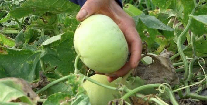 Lào Cai: Thu nhập cao từ trồng dưa lê an toàn ở phường Âu Lâu