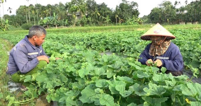 Lào Cai: Thu nhập cao từ trồng dưa lê an toàn ở phường Âu Lâu