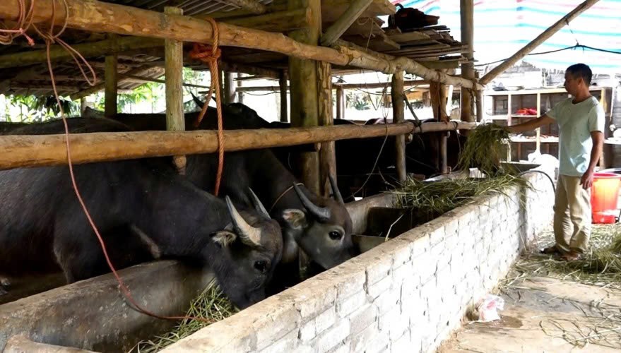 Lào Cai: Những mô hình kinh tế tiêu biểu ở Phong Dụ Hạ Lào Cai: Những mô hình kinh tế tiêu biểu ở Phong Dụ Hạ