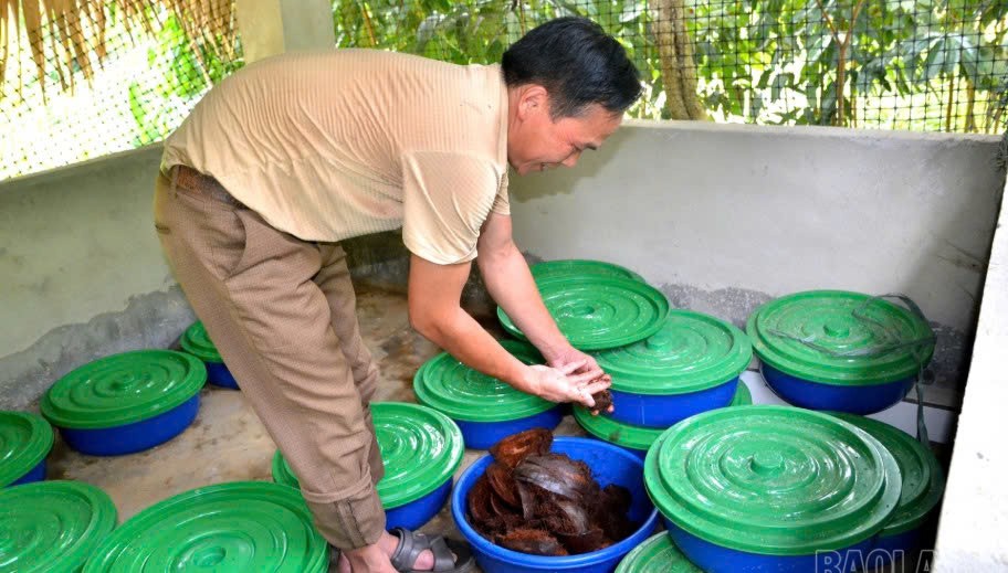 Lào Cai: Những mô hình kinh tế tiêu biểu ở Phong Dụ Hạ Lào Cai: Những mô hình kinh tế tiêu biểu ở Phong Dụ Hạ
