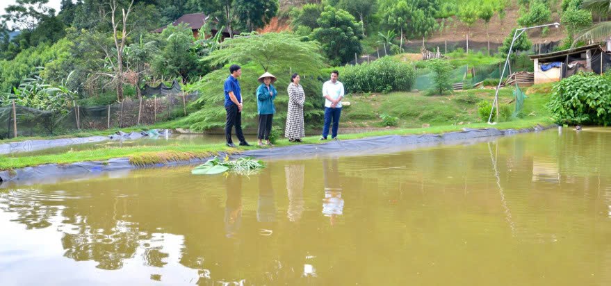 Lào Cai: Những mô hình kinh tế tiêu biểu ở Phong Dụ Hạ Lào Cai: Những mô hình kinh tế tiêu biểu ở Phong Dụ Hạ