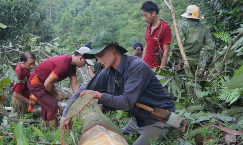 Lào Cai: Những mô hình kinh tế tiêu biểu ở Phong Dụ Hạ Lào Cai: Những mô hình kinh tế tiêu biểu ở Phong Dụ Hạ