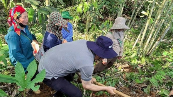 Lào Cai: Tập huấn kỹ thuật phát triển cây nông dược bản địa dưới tán rừng tại xã Bát Xát