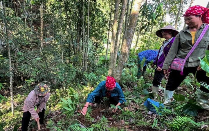 Lào Cai: Tập huấn kỹ thuật phát triển cây nông dược bản địa dưới tán rừng tại xã Bát Xát
