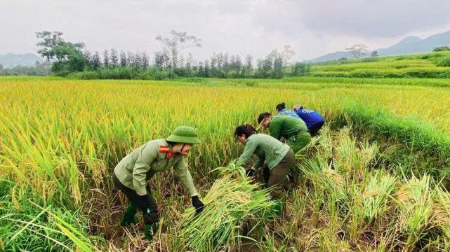 Lào Cai: Niềm vui mùa gặt Lào Cai: Niềm vui mùa gặt