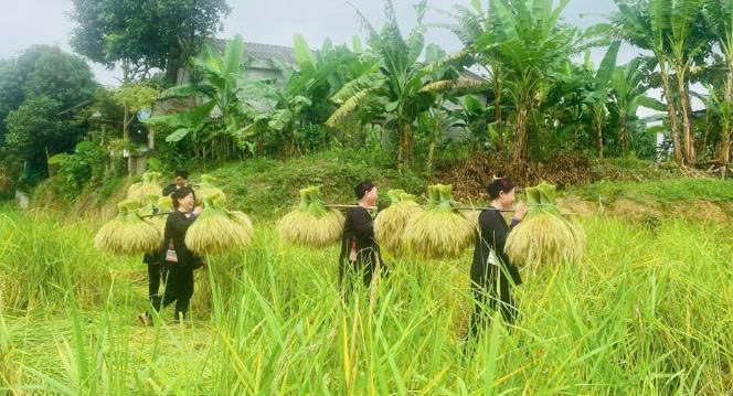 Lào Cai: Niềm vui mùa gặt Lào Cai: Niềm vui mùa gặt