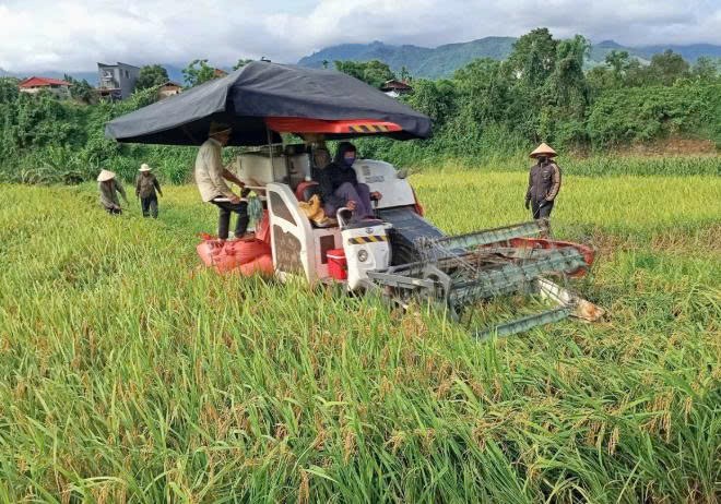 Lào Cai: Niềm vui mùa gặt Lào Cai: Niềm vui mùa gặt