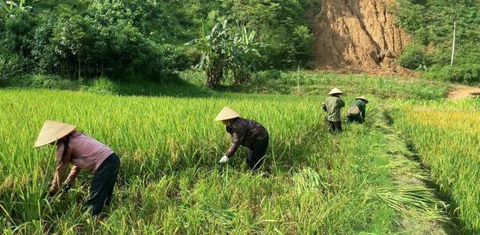 Lào Cai: Niềm vui mùa gặt Lào Cai: Niềm vui mùa gặt
