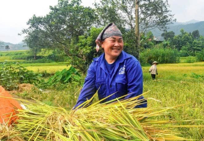 Lào Cai: Niềm vui mùa gặt Lào Cai: Niềm vui mùa gặt