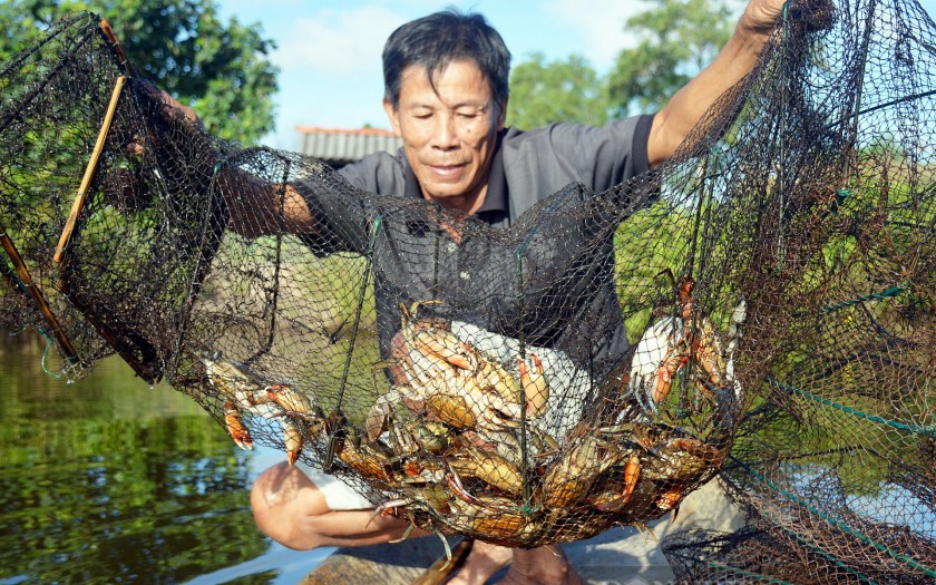 Thủy sản Việt Nam trước bài toán giữ thị phần tại Hoa Kỳ