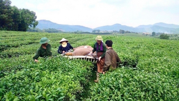 An toàn sinh học - Hướng phát triển bền vững cho ngành chè