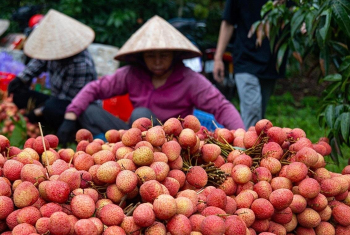 Chuẩn hóa vùng nguyên liệu, nâng cao giá trị mặt hàng rau quả