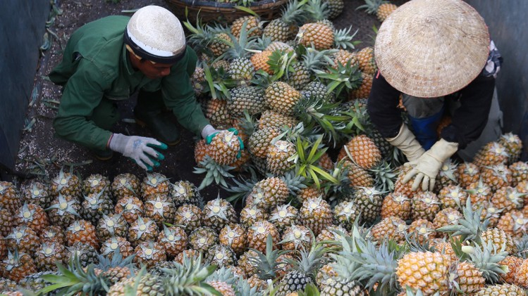 Tuyên Quang: Chuyển đổi cơ cấu cây trồng, khai thác hiệu quả tiềm năng đất đai