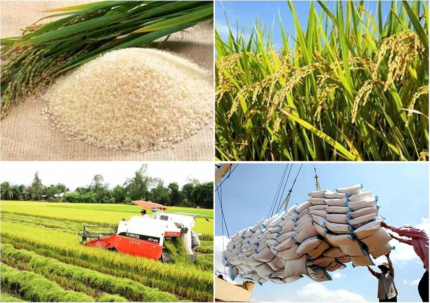 Giá nông sản hôm nay 18/6: Hồ tiêu giảm nhẹ, cà phê điều chỉnh, lúa gạo đi ngang
