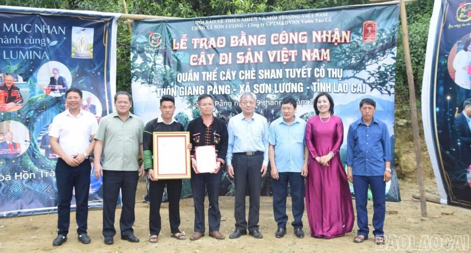 Lào Cai: 20 cây chè Shan tuyết ở Giàng Pằng được công nhận Cây Di sản Việt Nam