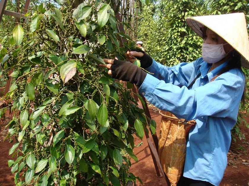 Giá nông sản hôm nay 24/6: Cà phê giảm sâu, hồ tiêu tiếp đà tăng, thị trường lúa gạo giao dịch chậm Giá nông sản hôm nay 24/6: Cà phê giảm sâu, hồ tiêu tiếp đà tăng, thị trường lúa gạo giao dịch chậm