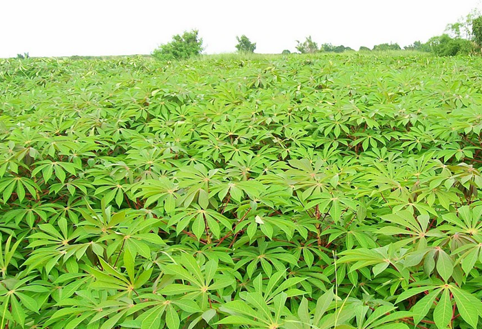 Phát triển vùng nguyên liệu phục vụ sản xuất nhiên liệu sinh học