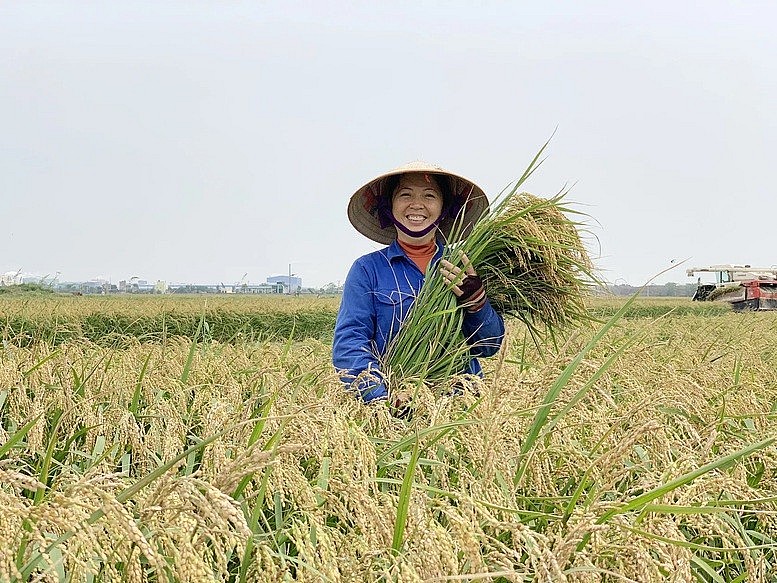 Đón sóng giá gạo, nâng tầm hạt gạo Việt